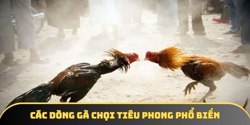 Các dòng gà chọi tiêu phong phổ biến