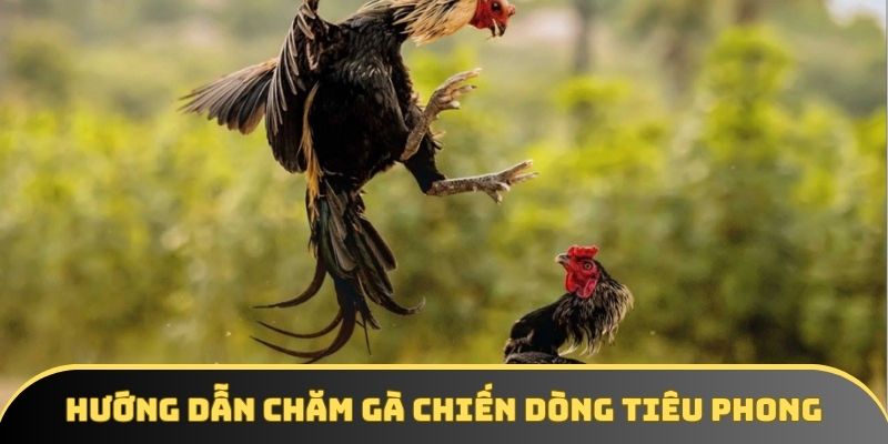 Hướng dẫn chăm gà chiến dòng tiêu phong