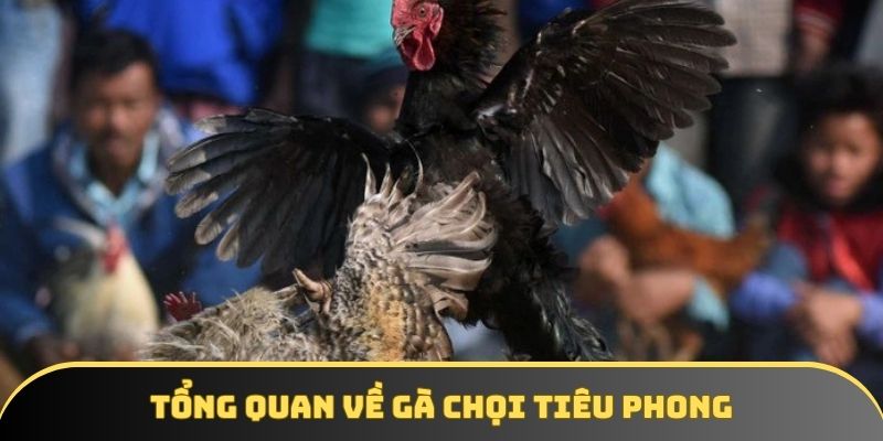 Tổng quan về gà chọi tiêu phong