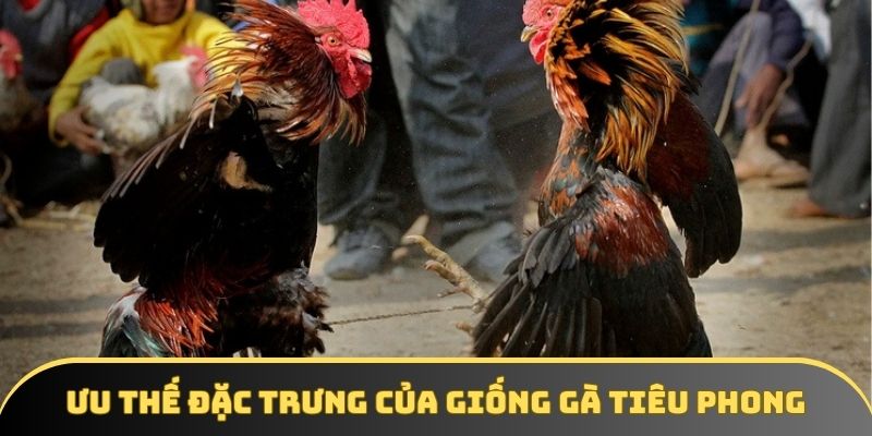 Ưu thế đặc trưng của giống gà tiêu phong