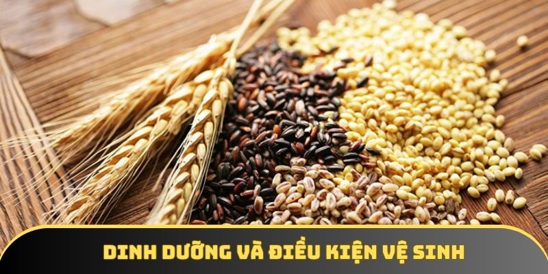 Chế độ dinh dưỡng và điều kiện vệ sinh cũng cực kỳ quan trọng