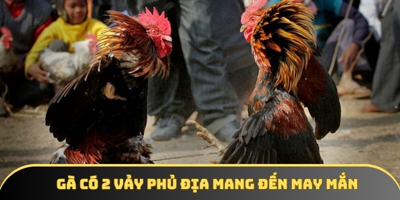 Gà có 2 vảy phủ địa là biểu tượng của may mắn và chiến thắng