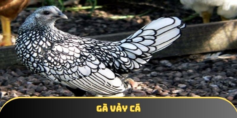 Gà vảy cá – Hướng dẫn nuôi đúng kỹ thuật từ A đến Z hiệu quả
