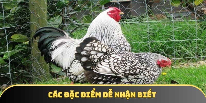 Các đặc điểm dễ nhận biết