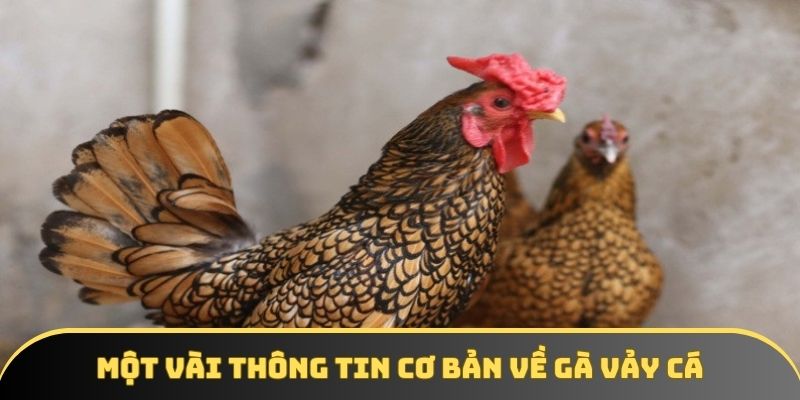 Một vài thông tin cơ bản về gà vảy cá