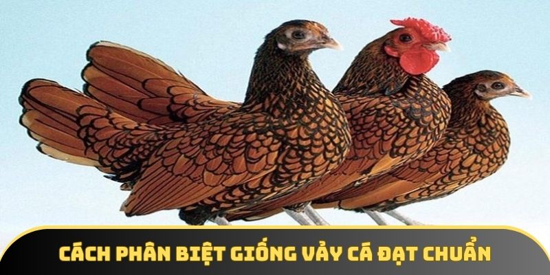 Cách phân biệt giống vảy cá đạt chuẩn
