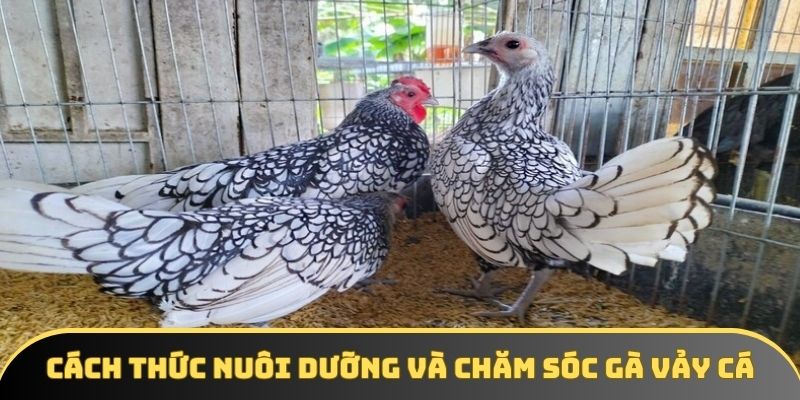 Cách thức nuôi dưỡng và chăm sóc gà vảy cá