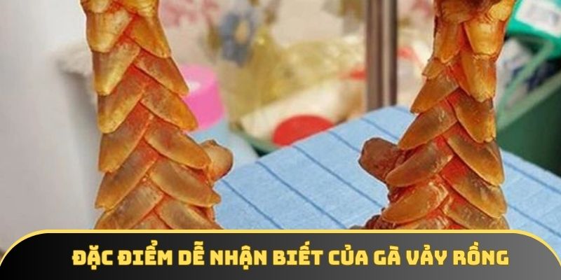 Những đặc điểm mà mọi thành viên dễ dàng nhận biết khi tìm kiếm Những đặc điểm mà mọi thành viên dễ dàng nhận biết khi tìm kiếm