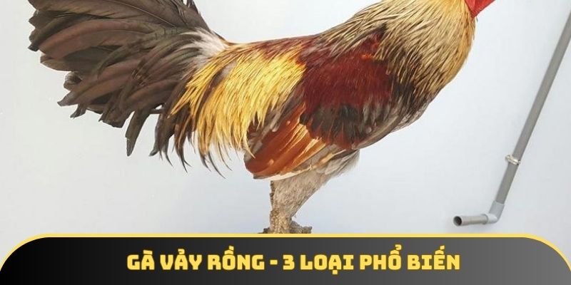 Gà vảy rồng - 3 loại phổ biến được nhiều sư kê săn lùng