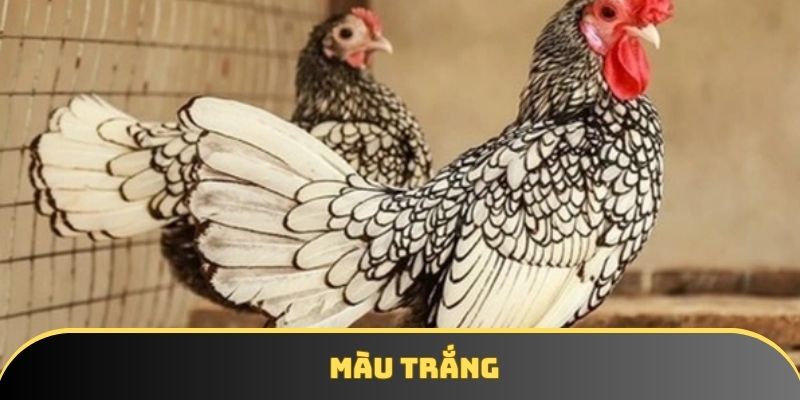 Màu trắng được săn lùng nhiều nhất 2025 Màu trắng được săn lùng nhiều nhất 2025