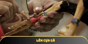 Lên cựa gà - Hướng dẫn để gắn cựa chuẩn xác, đúng kỹ thuật