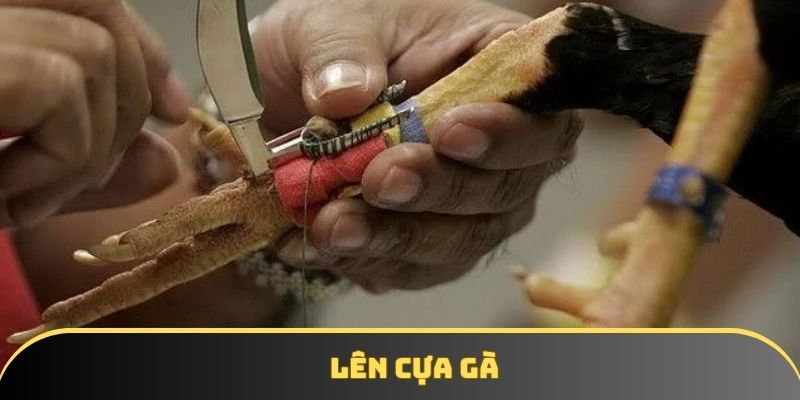Lên cựa gà - Hướng dẫn để gắn cựa chuẩn xác, đúng kỹ thuật