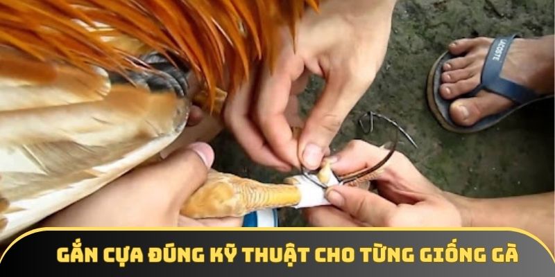 Gắn cựa đúng kỹ thuật cho từng giống gà Gắn cựa đúng kỹ thuật cho từng giống gà