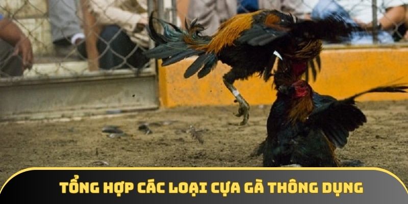 Tổng hợp các loại cựa gà thông dụng Tổng hợp các loại cựa gà thông dụng