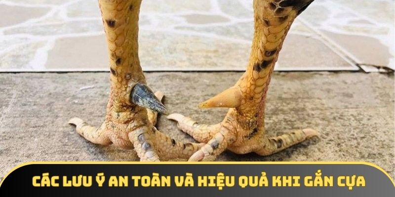 Các lưu ý an toàn và hiệu quả khi gắn cựa Các lưu ý an toàn và hiệu quả khi gắn cựa