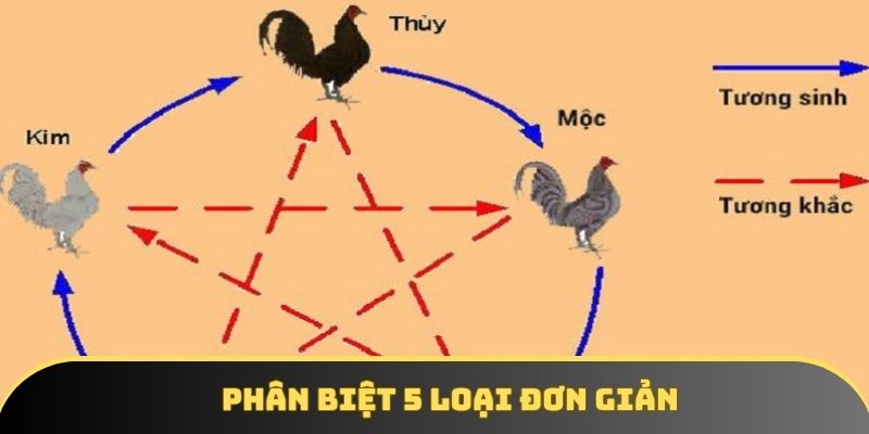 Phân biệt 5 loại đơn giản Phân biệt 5 loại đơn giản
