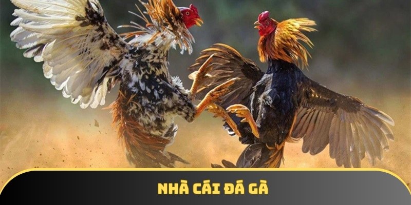 Khám phá top 5 nhà cái đá gà uy tín cho các tín đồ cá cược