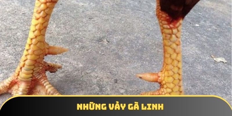 Những vảy gà linh và cách nhận biết thần kê chuẩn xác