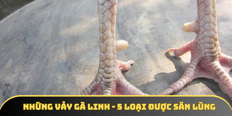 Những vảy gà linh - 5 loại hình được săn lùng nhất 2025