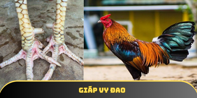 Giáp Vy đao không làm bạn thất vọng với các ưu điểm siêu vượt trội Giáp Vy đao không làm bạn thất vọng với các ưu điểm siêu vượt trội