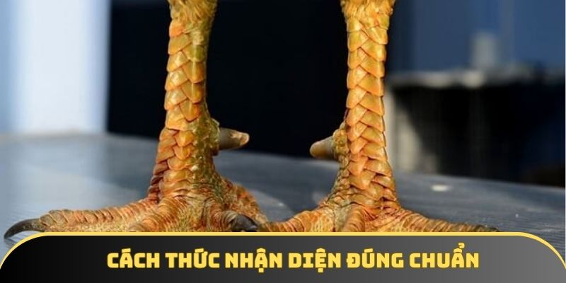 Cách thức nhận diện đúng chuẩn Cách thức nhận diện đúng chuẩn
