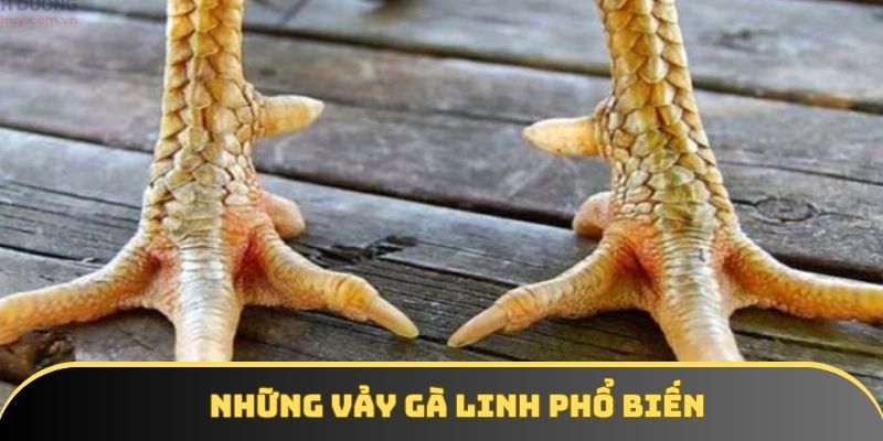 Những vảy gà linh phổ biến Những vảy gà linh phổ biến