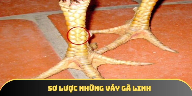 Đôi điều khái quát về những vảy gà linh Đôi điều khái quát về những vảy gà linh