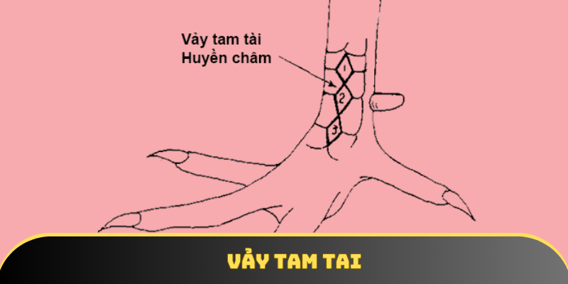 Tam tai là hình thức được cho là cực hiếm xuất hiện Tam tai là hình thức được cho là cực hiếm xuất hiện