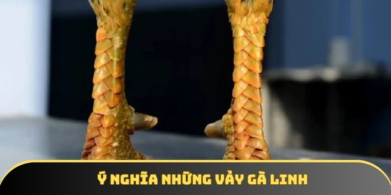 Ý nghĩa những vảy gà linh Ý nghĩa những vảy gà linh