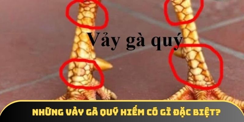 Đôi điều khái quát về những vảy gà quý hiếm Đôi điều khái quát về những vảy gà quý hiếm