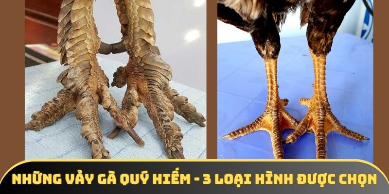 Những vảy gà quý hiếm - 3 loại hình được nhiều thành viên chọn