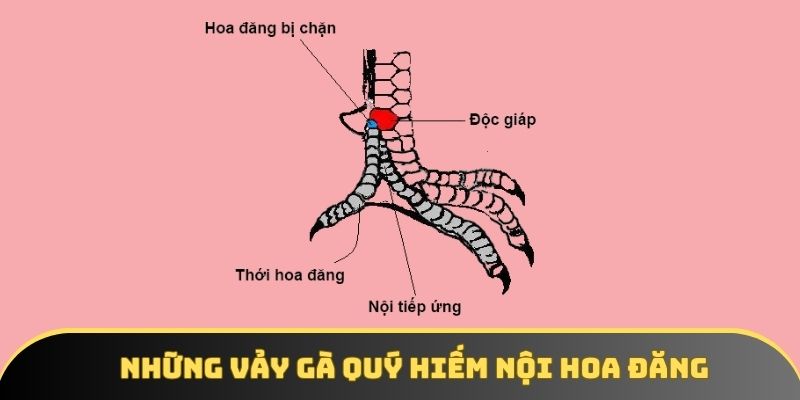Nội hoa đăng được săn lùng bởi các ưu điểm nổi trội của chúng Nội hoa đăng được săn lùng bởi các ưu điểm nổi trội của chúng