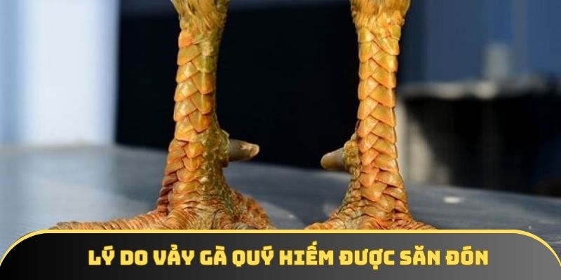 Một vài lý do chính khiến nhiều sư kê tìm kiếm Một vài lý do chính khiến nhiều sư kê tìm kiếm