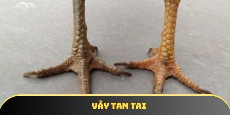 Vảy tam tai được nhiều thành viên lựa chọn, yêu thích hiện nay Vảy tam tai được nhiều thành viên lựa chọn, yêu thích hiện nay