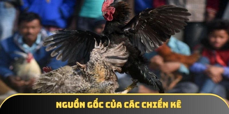 Đánh giá sơ lược về nguồn gốc của các giống chiến kê tiền tỉ Đánh giá sơ lược về nguồn gốc của các giống chiến kê tiền tỉ