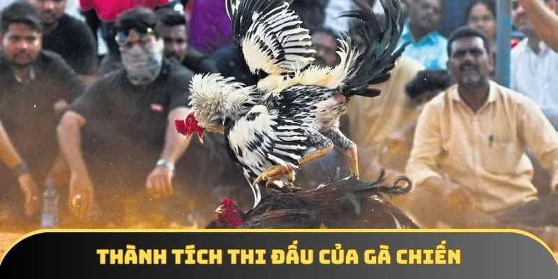 Thành tích thi đấu là yếu tố đầu tiên để có trận đá gà tiền tỉ Thành tích thi đấu là yếu tố đầu tiên để có trận đá gà tiền tỉ