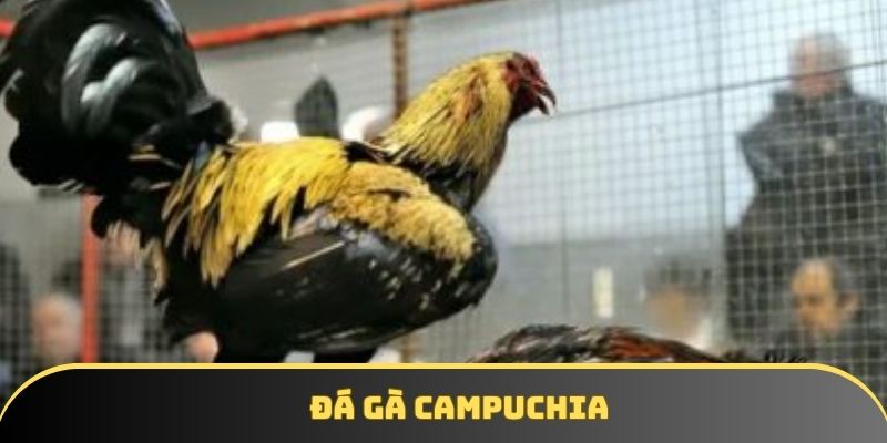 Cá cược gà Campuchia mang đến những trận đấu sôi động, kịch tính Cá cược gà Campuchia mang đến những trận đấu sôi động, kịch tính