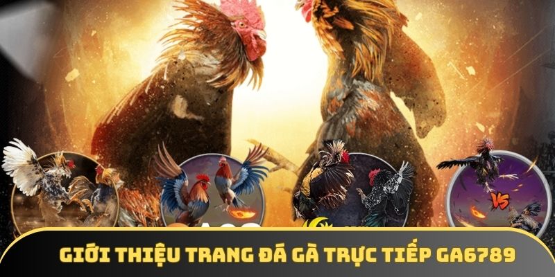 Tìm hiểu chung về trang đá gà trực tiếp GA6789 Tìm hiểu chung về trang đá gà trực tiếp GA6789