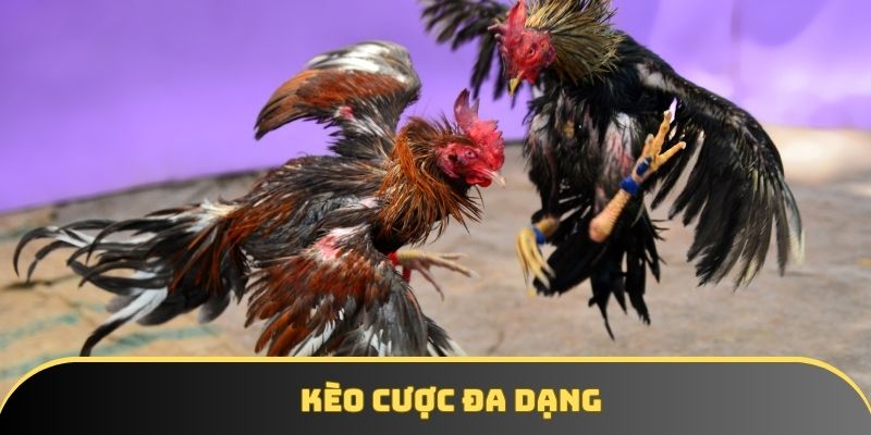 Sân chơi cung cấp đa dạng kèo cược cho hội viên lựa chọn Sân chơi cung cấp đa dạng kèo cược cho hội viên lựa chọn