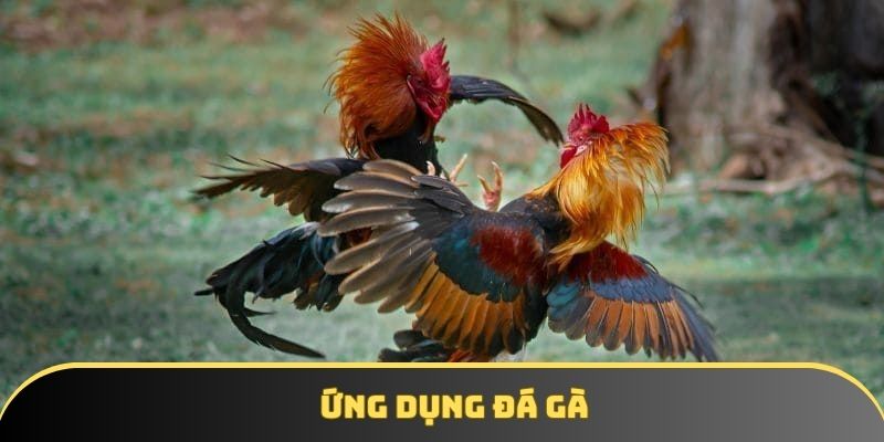 Ứng dụng đá gà chất lượng cho người chơi cá cược 2025