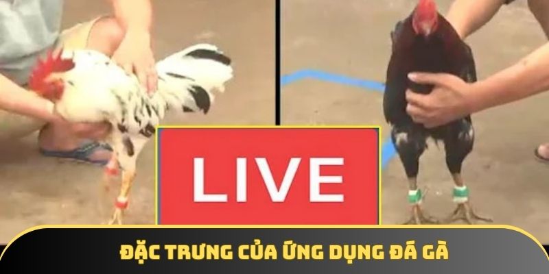 Đặc trưng của ứng dụng đá gà Đặc trưng của ứng dụng đá gà