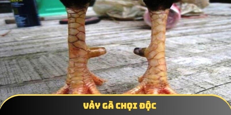 Vảy gà chọi độc – Top 5 loại vảy độc và hiếm nhất hiện nay