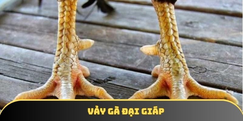 Vảy gà Đại Giáp cực hiếm