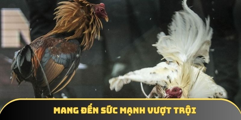 Vảy gà chọi độc mang đến sức mạnh thể chất vượt trội Vảy gà chọi độc mang đến sức mạnh thể chất vượt trội