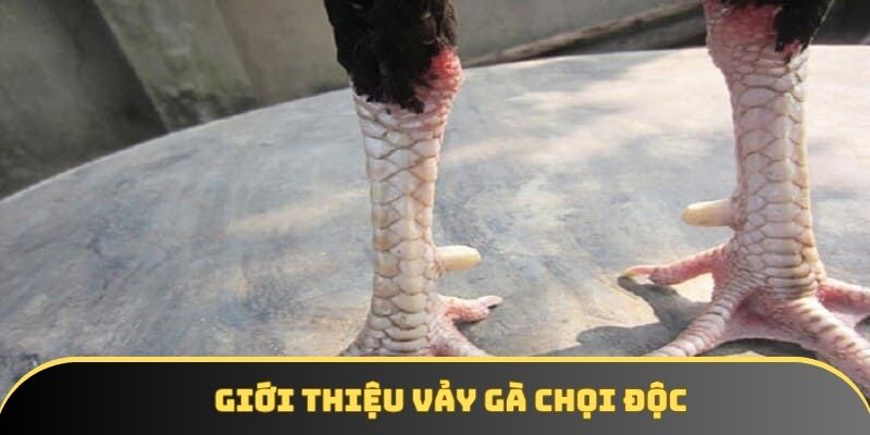 Giới thiệu vảy gà chọi độc