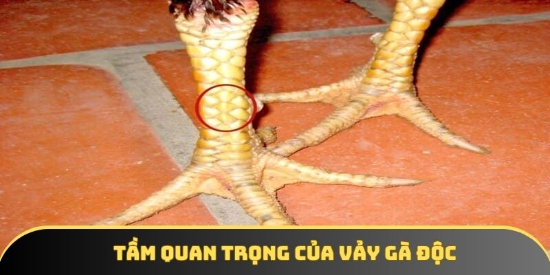 Tầm quan trọng của vảy gà độc