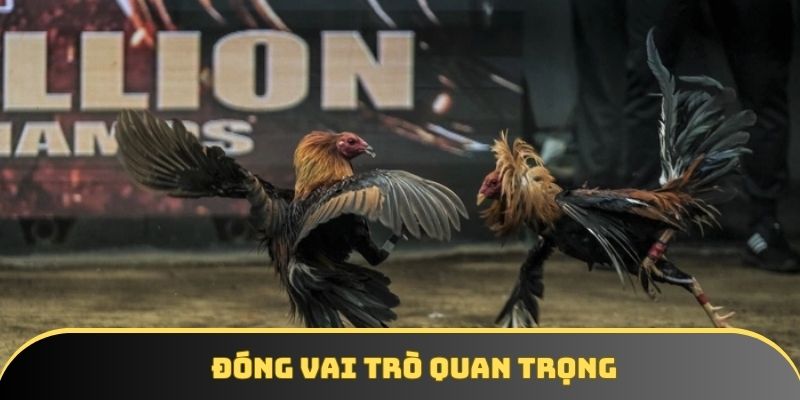 Đóng vai trò quan trọng trong thị trường chiến kê hiện đại Đóng vai trò quan trọng trong thị trường chiến kê hiện đại