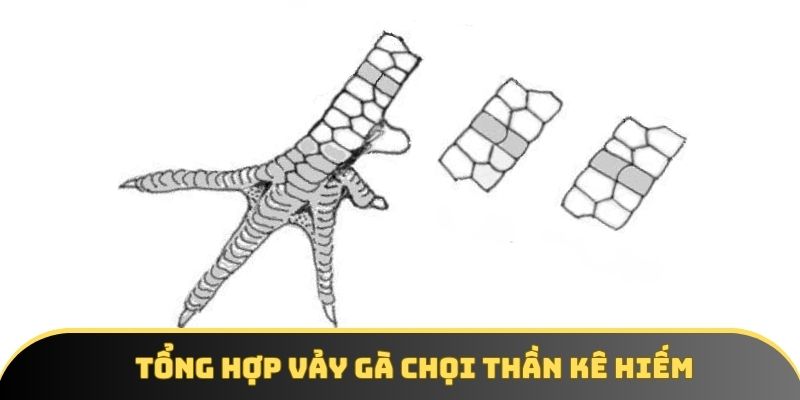 Tổng hợp vảy gà chọi thần kê hiếm Tổng hợp vảy gà chọi thần kê hiếm