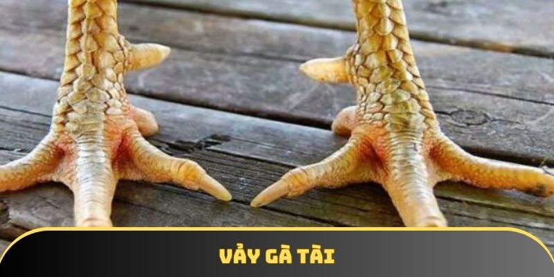 Vảy gà tài - Bí quyết nâng tầm chiến kê & chinh phục đối thủ