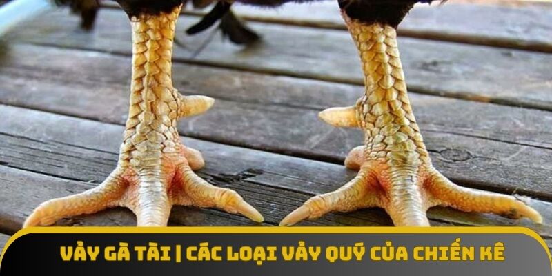 Vảy gà tài | Các loại vảy quý của chiến kê xuất chúng